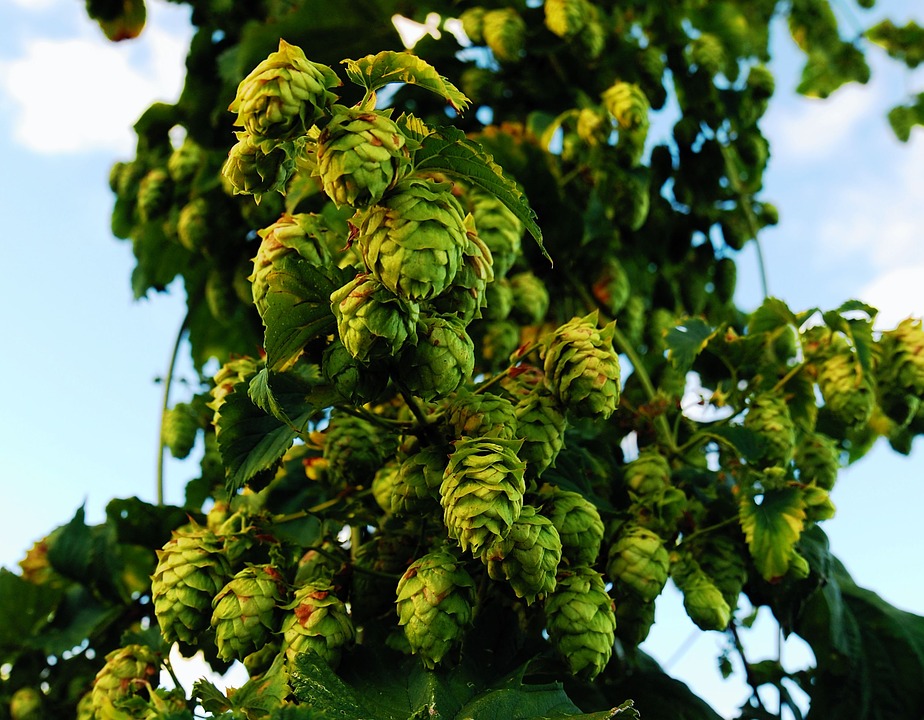 hops-1683884_960_720