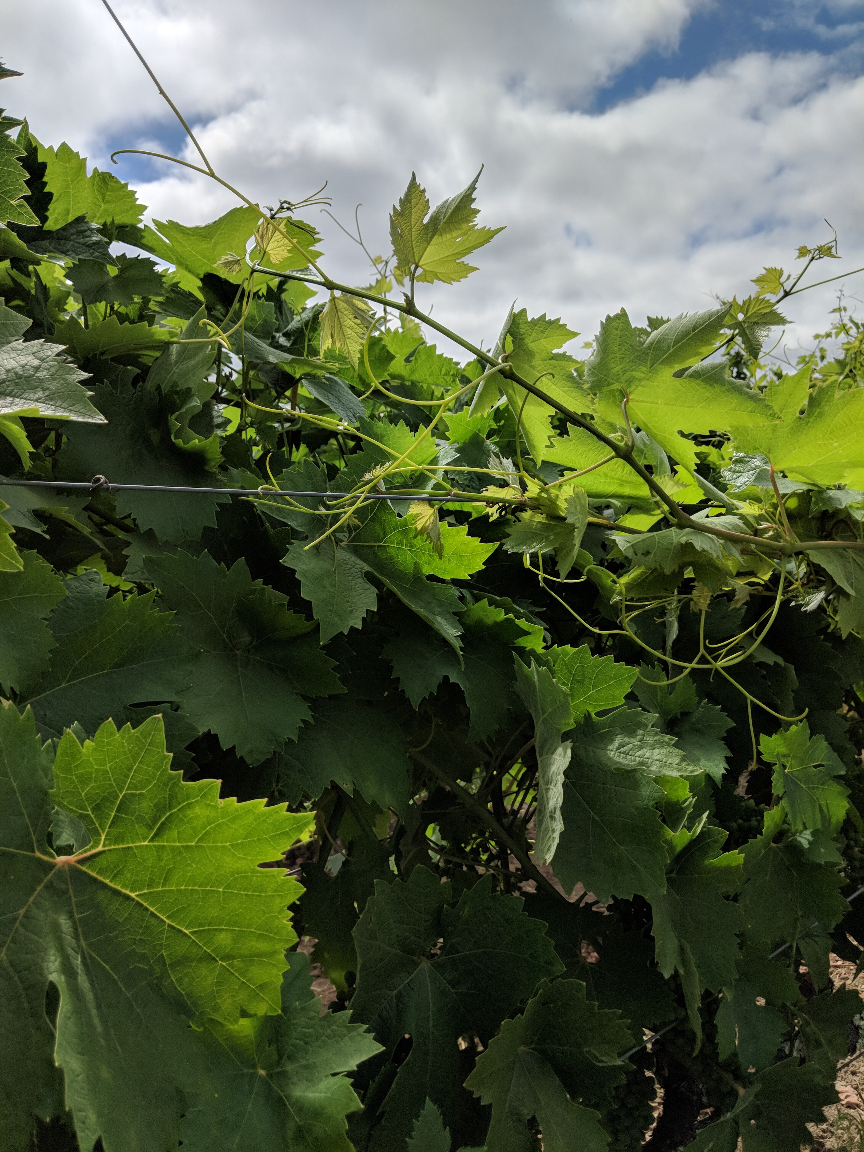 Zin berries ripening in June, 2018