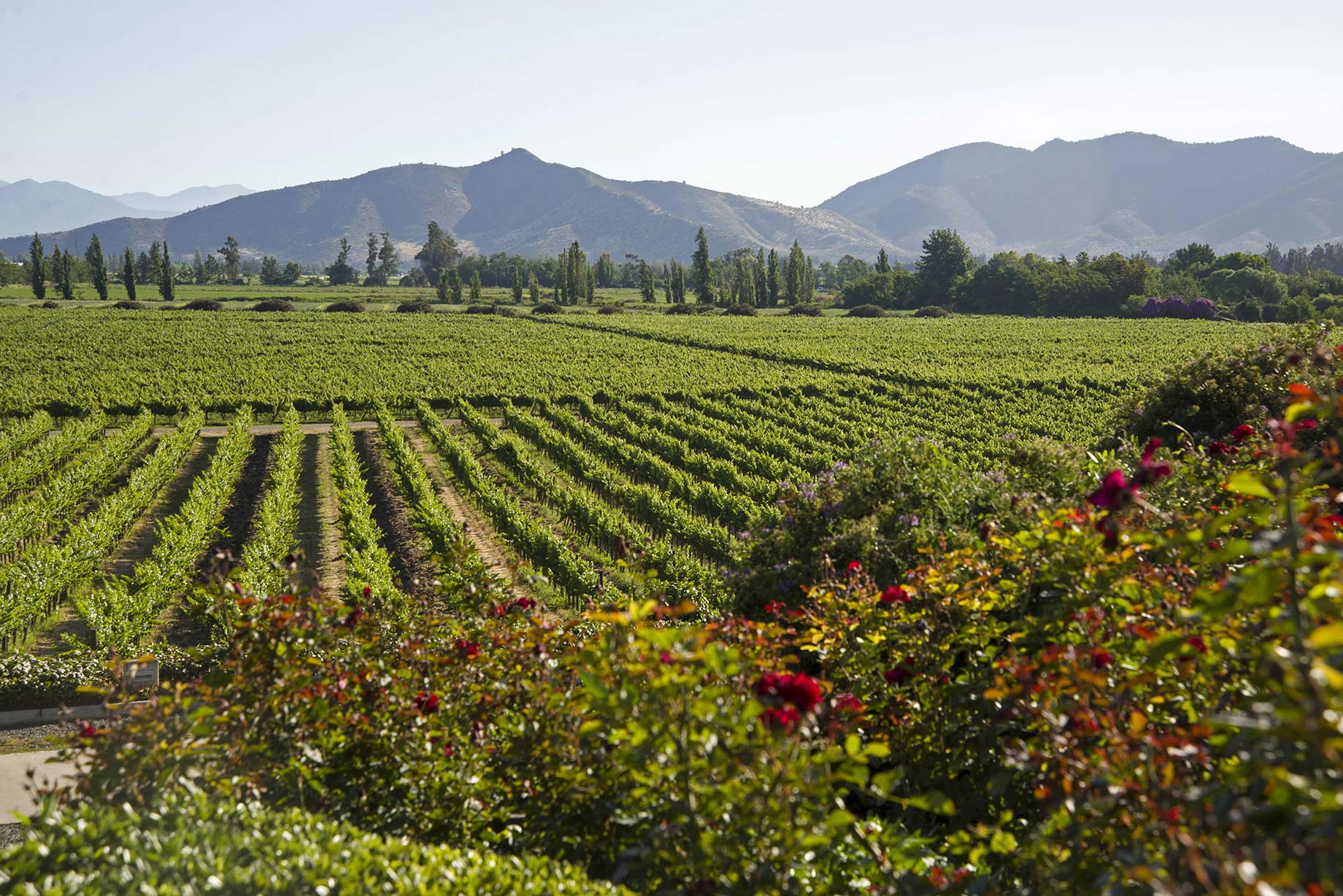 Odfjell Vineyards