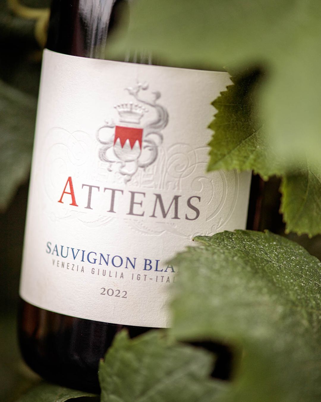 attems_wines_1691505007_3164895827576111460_353160567